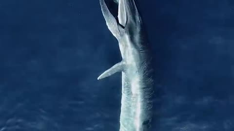 Amazing Aerial View of Whale Feeding