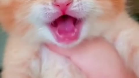 Cute cat cry