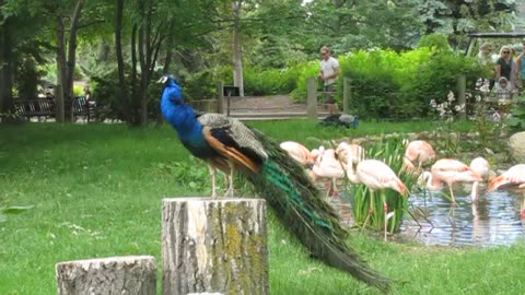 Peacocks and Flamingos at the Calgary Zoo