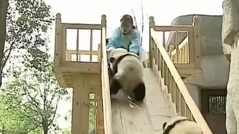 CUTE Panda 10