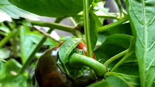 Indoor pepper harvest #indoorplants #harvest