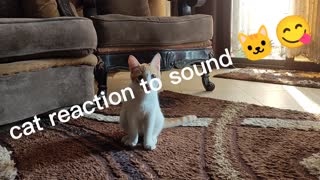 Cat Reaction's to strange Voice