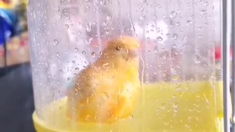 Bath time for my youngsters! 😍 canary