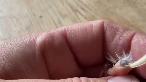 The Tiniest Bird You've Ever Seen - Zebra Finch Hatchin