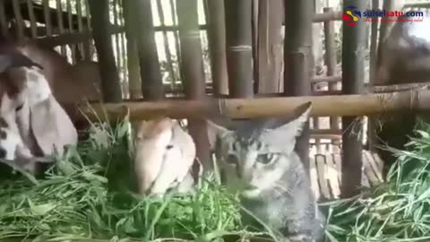 Wrong Association, This Cat Eats Grass in the Goat Cage