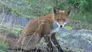 Top Things You Need To Know About Red Foxes!