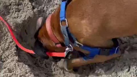 Digging Part 2 #shortsviral #viralshorts #viralvideo #dog #shortsfeed #shorts #shortvideo #short