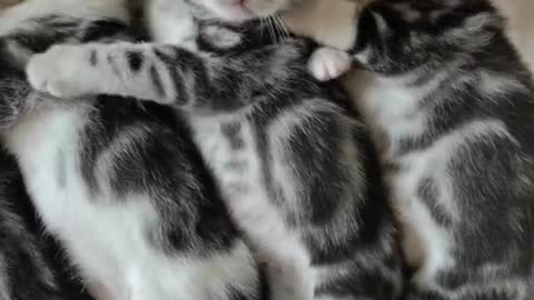 Cute cats 😍😍