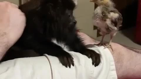 Adorable Baby Howler Monkey and Tiny Chicken Become Unlikely Best Friends || Viral Verse