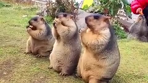 Cute Wid Animal Babak Marmot or Prairie Dog 16 #marmot #animal #prairiedog #animals #wildanimals