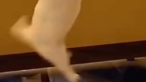 Funny animal cat