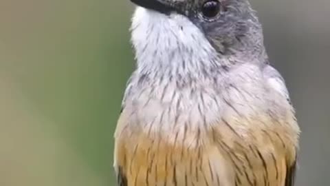 Beautiful bird capture in camera in jungle