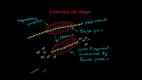 Footprinting with Dnase I, that detects DNA-protein interaction