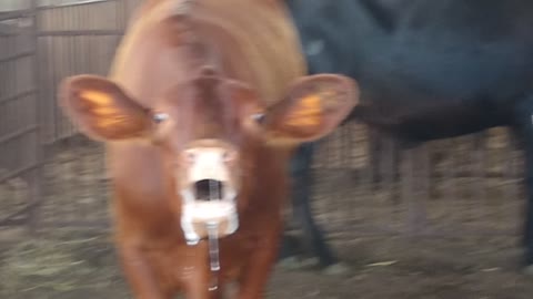 Tabor City NC livestock market, cows where not happy