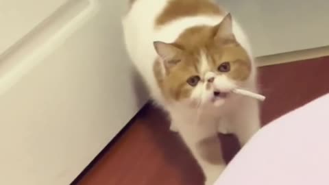 Cute and Funny Cat #12