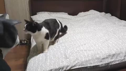 Cat Pranked By Big Cat Mask