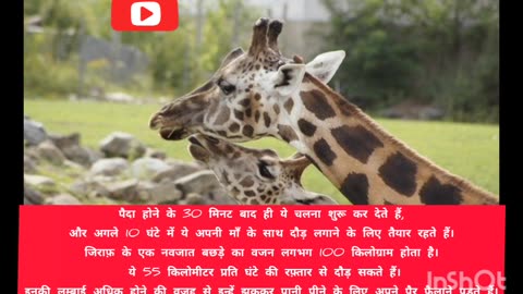 #TheGiraffe ||tallest #mammal in the world ||जिराफ विश्व का सबसे ऊंचा स्तनधारी || #Intresting #facts