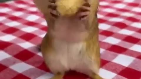 Squirrel's Adorable Style ❤ #shorts #viral #shortsvideo #video