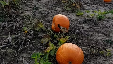Pumpkin Field in a Apple Farm of Ontario