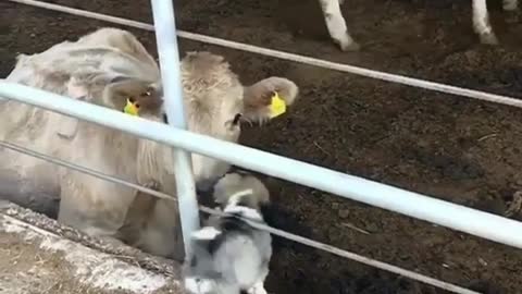 The happy life of big cows and calves