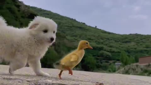 Amazing Cute Puppy and Duckling Race, Cute Dogs, Innocent Funny Pets, Viral Video