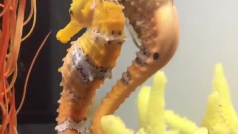 Female seahorse transferring her eggs to the male.