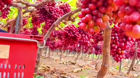 Amazing Grapes farm satisfying harvesting #fruitgarden