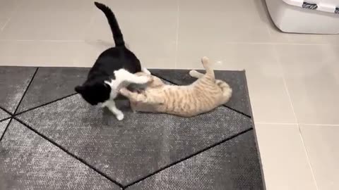 CAT TUNNEL ATTACK