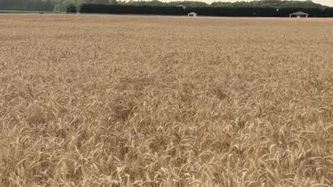 the dog is happy bathing in the field of wheat...