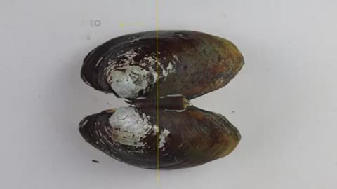 Freshwater Mussel Identification Skills_ Left Valve vs. Right Valve_2
