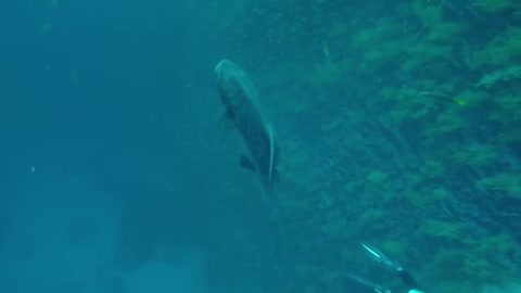 Bizarre giant fish brushes past scuba diver in Galapagos Islands