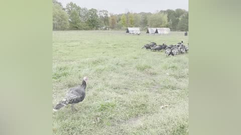 Pasture Raised Turkeys