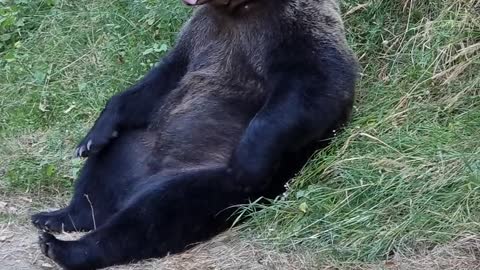 Relaxing Bear Kicks Back for a Tummy Scratch