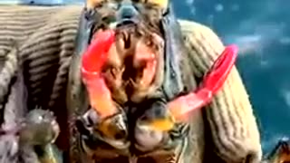 Animal: Lobster regrows claws