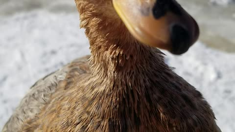 Quacking duck