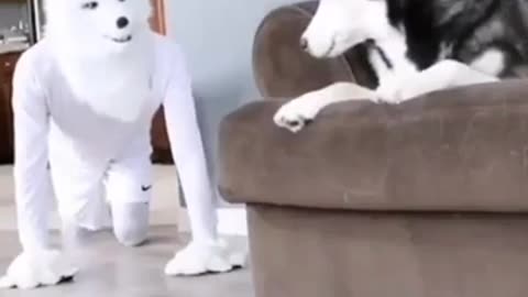 funny prank on dog