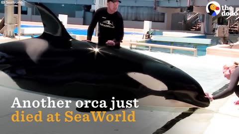 Kasatka the Orca Dies At SeaWorld | The Dodo