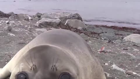 INCREDIBLE Encounter with Friendly Baby Elephant Seal [EXTENDED CUT]