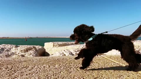 Agile Poodle Nails The Agility Run |poodll dog runing 2023