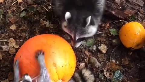 Pumpkin introductions 🧡