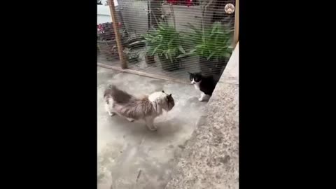 New Funny Cats and Dogs Videos - Funniest Animal Videos 2023 - FUNNY CAT VIDEO - FUNNY DOG VIDEO