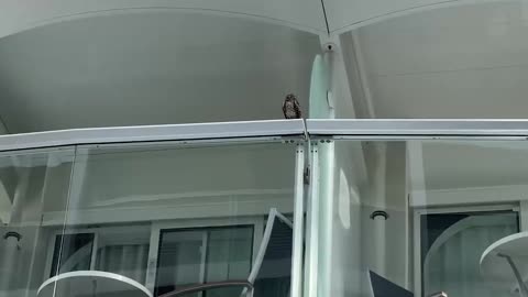 Owl Found Aboard Royal Caribbean Cruise Ship On Two-Week Trip