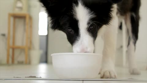 Lovley dog drinking water