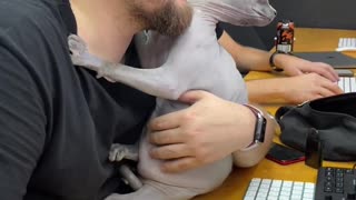 Sphinx Cat Cuddles Coworkers