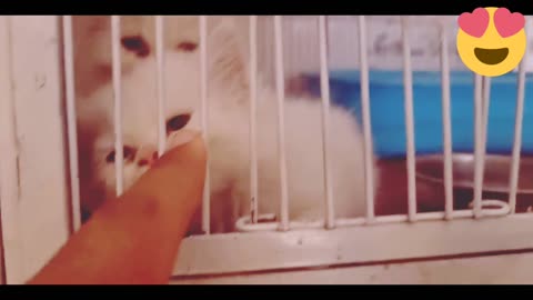 Cats and Kittens Meowing | Beautiful cat | funny cat