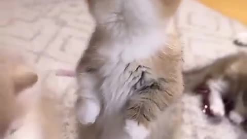 Funny and cute cat