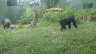 Huge Male Gorilla Gazes At A Female And Asks Her To Mate❤️ | Shabani & Ai