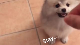 Pomeranian Learning A Trick