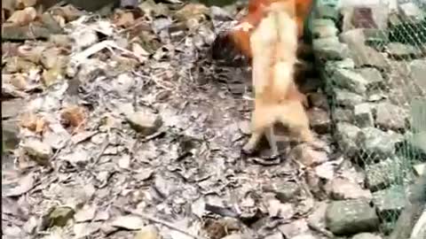 Funny Dog Fight with Chicken