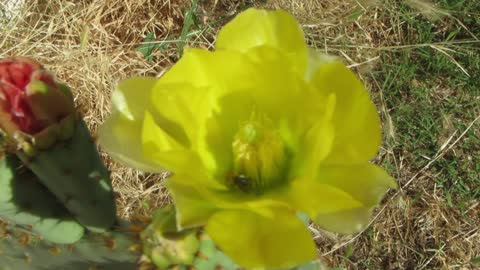 Yellow Flower